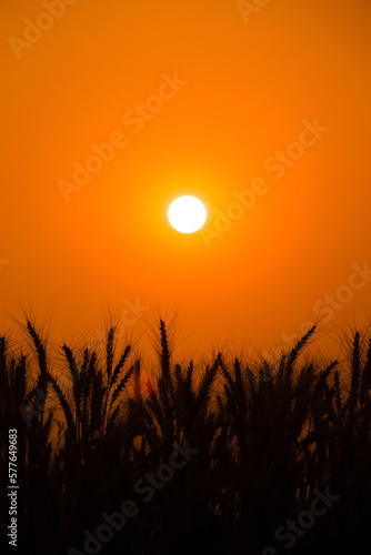 Sunset in the field  beautiful bright color.