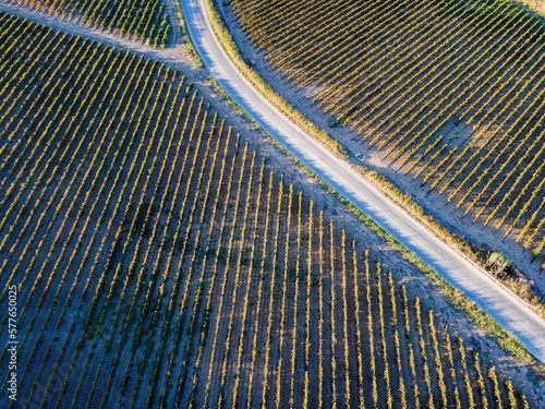 Aerial drone. Rows of Vineyards in Menfi, Sicily. photo