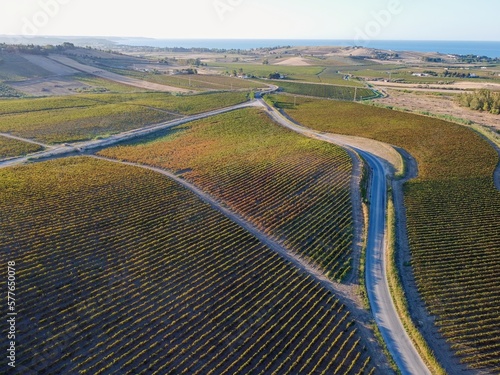 Aerial drone. Rows of Vineyards in Menfi, Sicily. photo