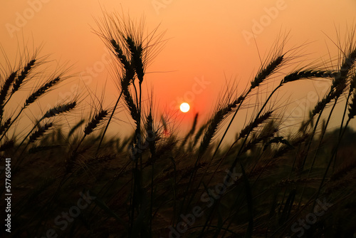 Beautiful landscape of golden wheat field with sunset natural background.