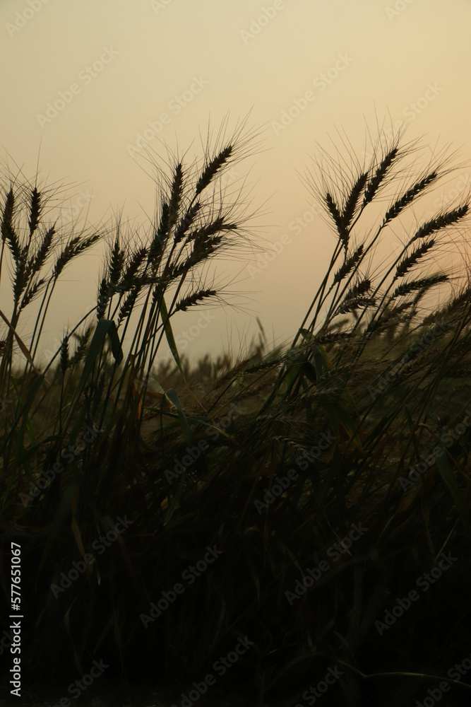 Sunset of nature with wheat