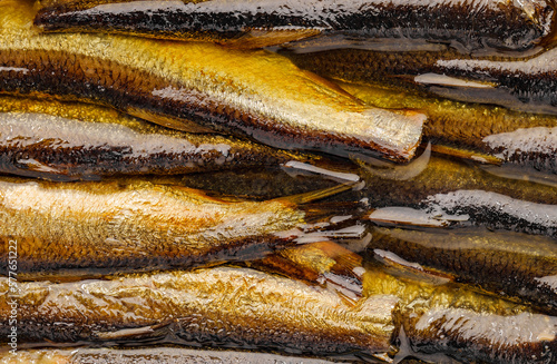 Sprats in oil horizontally, canned fish source of omega 3 close-up full depth of field