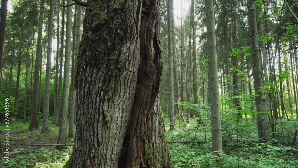 Old dying oak in a natural deciduous forest. A rare European habitat. A large tree with rotten wood. Old dying oak in a natural deciduous forest. A rare European habitat. A large tree with rotten wood.