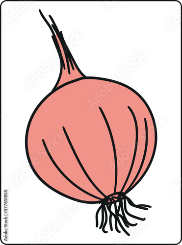 onion isolated on white background, vector illustration