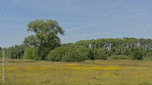 Sunny spring landscape with meadow with bright yellow wildflowers and trees on a clear blue sky in Bourgoyen nature reserve, Ghent, Flanders, Belgium
