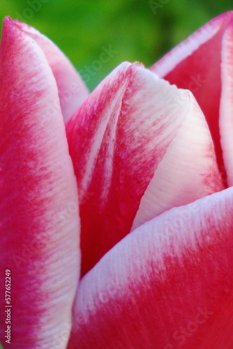 red tulip closeup