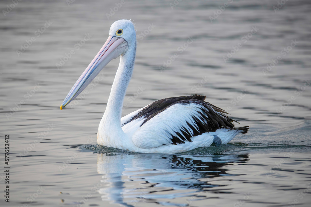 Pelican on the bay water
