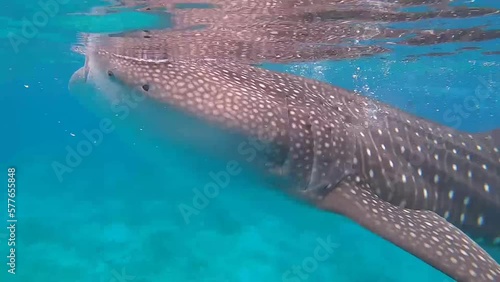 beautiful whale shark is swimming in the blue sea - Philippines