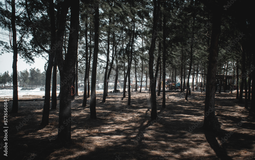 high pines by the sea with fishing boats moored. Vintage tone. high pines by the sea with fishing boats moored. Vintage tone.