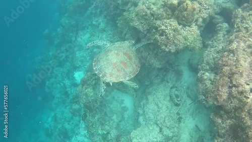 turtle is Swimming in the sea. Swimming cute wild sea turtle in the blue ocean. Underwater scuba diving with sea turtle. Exotic island vacation with snorkeling.