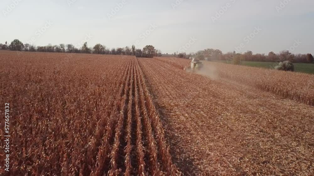 Corn Harvest 2022 in Ukraine during the War Corn Harvest 2022 in Ukraine during the War