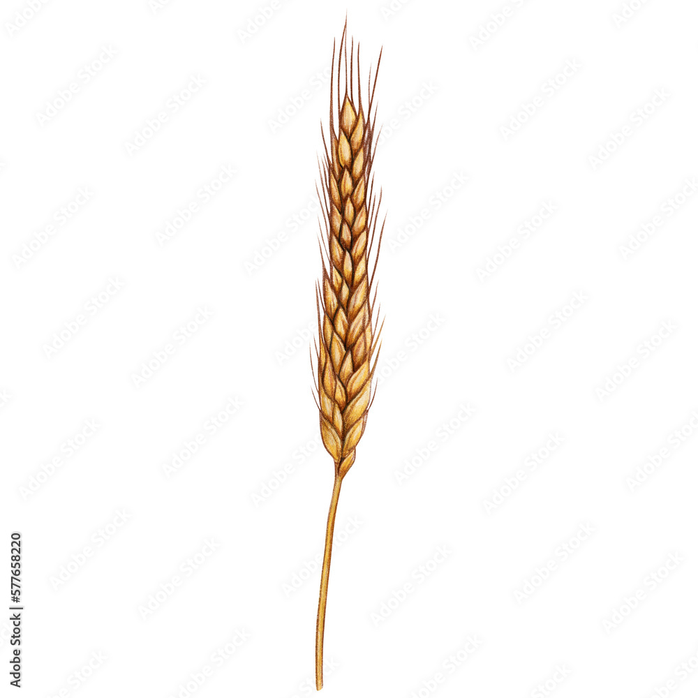 watercolor hand drawn wheat ear watercolor hand drawn wheat ear