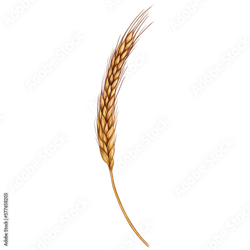 watercolor hand drawn wheat ear