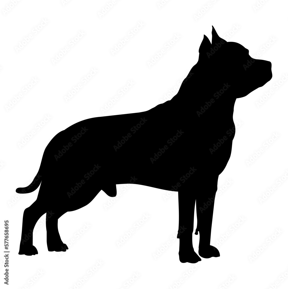 Vector isolated black silhouette of a dog American Staffordshire terrier