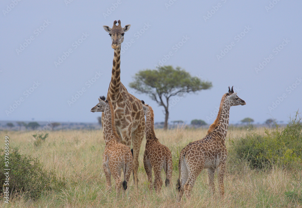 mother masai giraffe standing alert and watching over a tower of three baby giraffes in the wild Masai Mara, Kenya