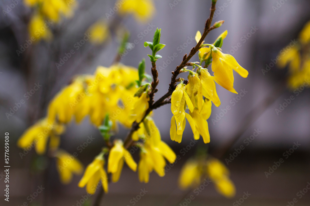 Branches of a flowering forsythia shrub in a city park.