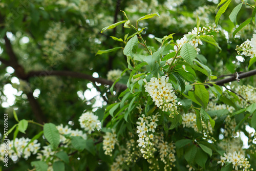 Blossoming bird cherry branches against the blue sky in a public park.