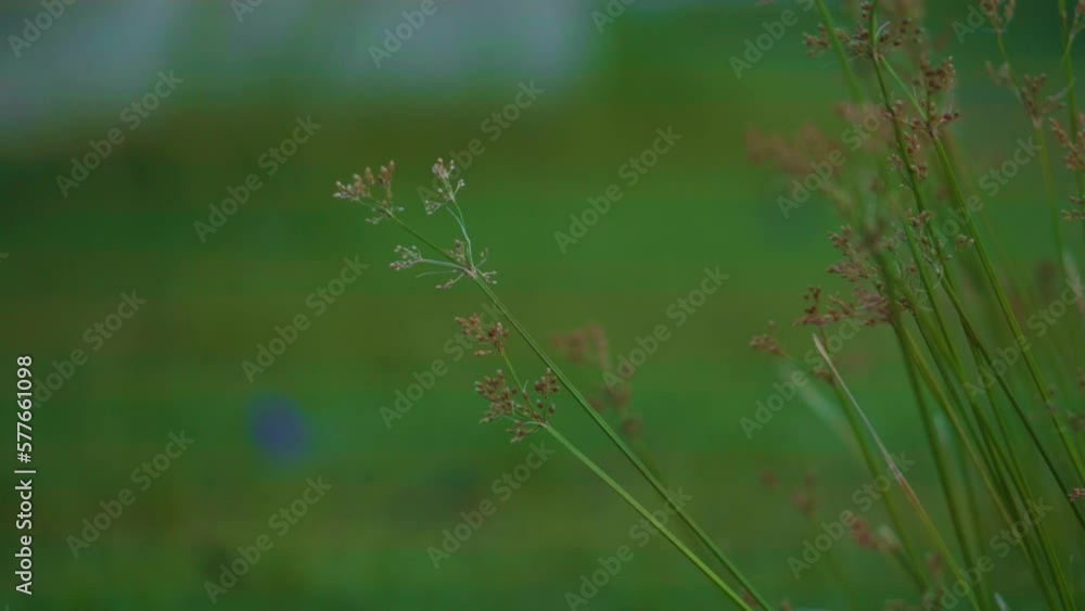 Close up fresh green grass meadow swaying in the wind Close up fresh green grass meadow swaying in the wind