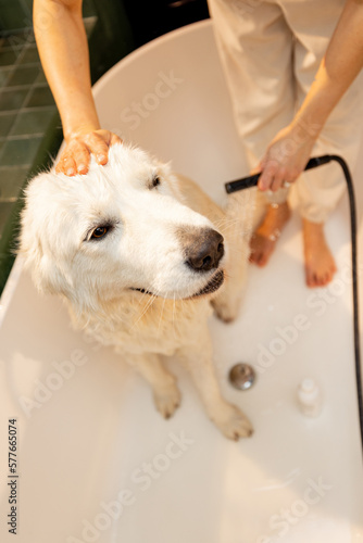 Cute white dog takes a shower in bathtub, view from above. Concept of animal care. Maremmano abruzzese dog breed