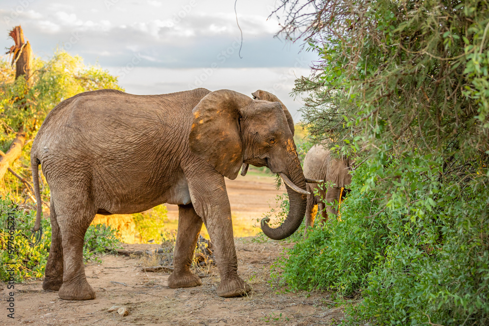 A female elephant with a calf feeding from a bush, Samburu National Reserve, Kenya.