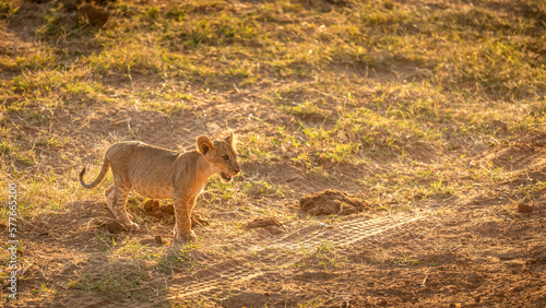 Lion cub   Panthera Leo  walking  Samburu National Reserve  Kenya.