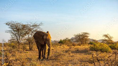 An elephant ( Loxodonta Africana) in the early morning light, Samburu National Reserve, Kenya.