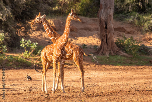 Two male reticulated giraffe (Giraffa camelopardalis reticulata) fighting, Samburu National Reserve, Kenya.