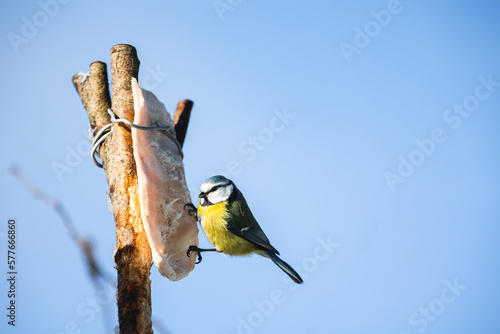 Photo of the titmouse is sitting on the  piece of lard under warm sunlight on the winter. Wintertime and warm springtime atmosphere. Titmouse is eating the lard on the background blue sky.
