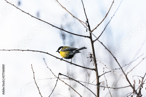 Photo of the titmouse is sitting on the branch of tree under warm sunlight on the background sky on the winter. Wintertime and warm springtime atmosphere.