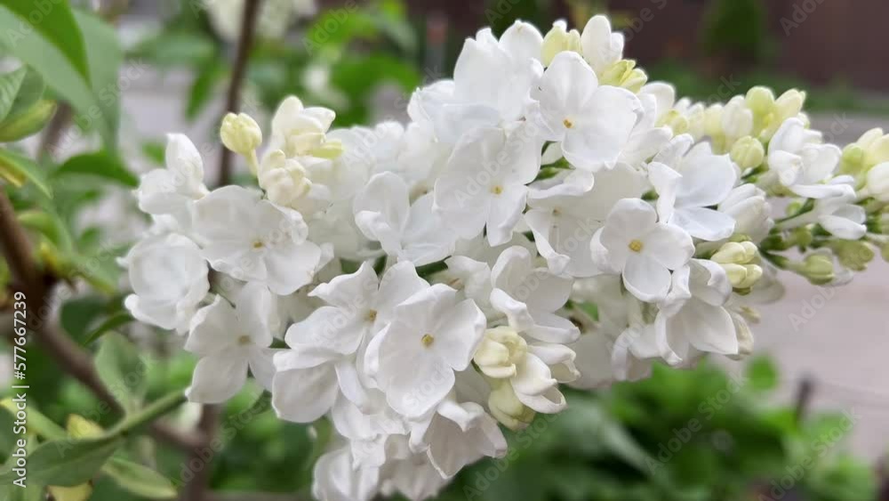bunch of White lilacs in spring bunch of White lilacs in spring