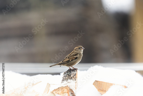 Close up photo of the sparrow it's sitting on the firewood it's covered snow and looking at the camera under warm sunlight on the winter. It's funny bird. Wintertime and warm springtime atmosphere.