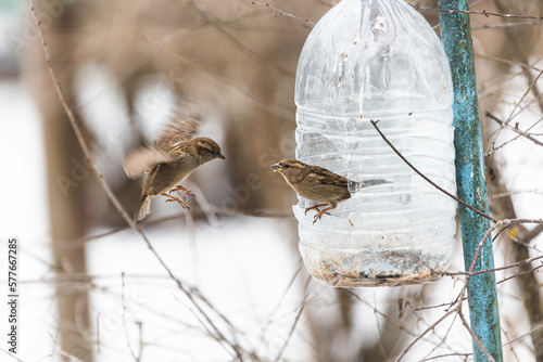 Photo of the sparrows one is sitting on the plastic bottle feeder another one is harding on the air under warm sunlight on the winter. It's funny pair of birds. Wintertime and springtime atmosphere