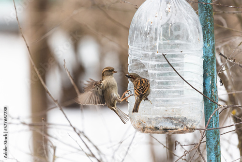 Photo of the sparrows one is sitting on the plastic bottle feeder another one is harding on the air under warm sunlight on the winter. It's funny pair of birds. Wintertime and springtime atmosphere