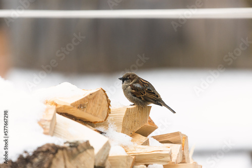 Close up photo of the sparrow it's sitting on the firewood it's covered snow and looking at the camera under warm sunlight on the winter. It's funny bird. Wintertime and warm springtime atmosphere.