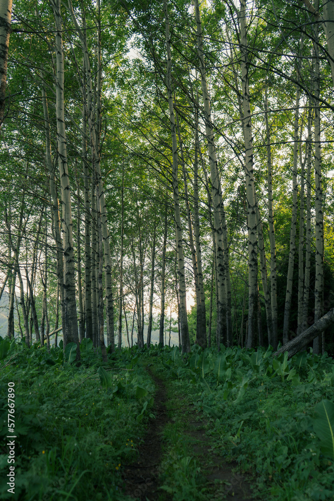 Obraz premium forest in the morning