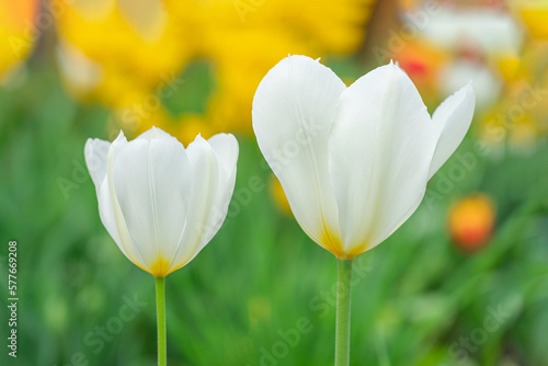 white tulips in the garden on a beautiful background