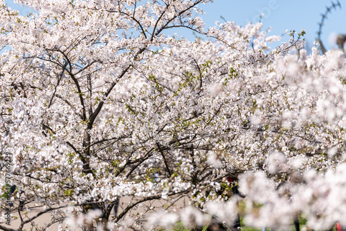 Blooming Sakura Tree Garden in Spring. Blurry Background.