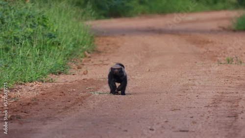  a Honey badger on the road