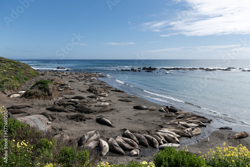 Elephant Seal Vista Point in California, United States. West Coast.