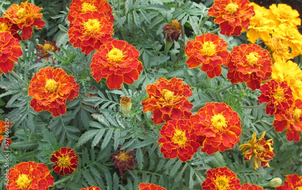 red and yellow flowers red and yellow flowers