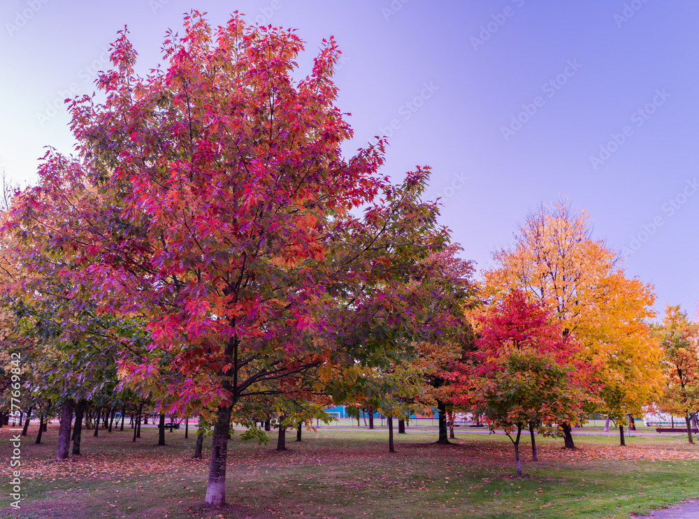 Colorful Public Park with Autumn Colors. Beautiful Autumn Nature