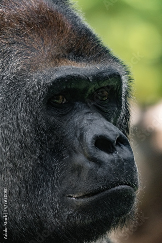 Portrait of a Western Lowland Gorilla 