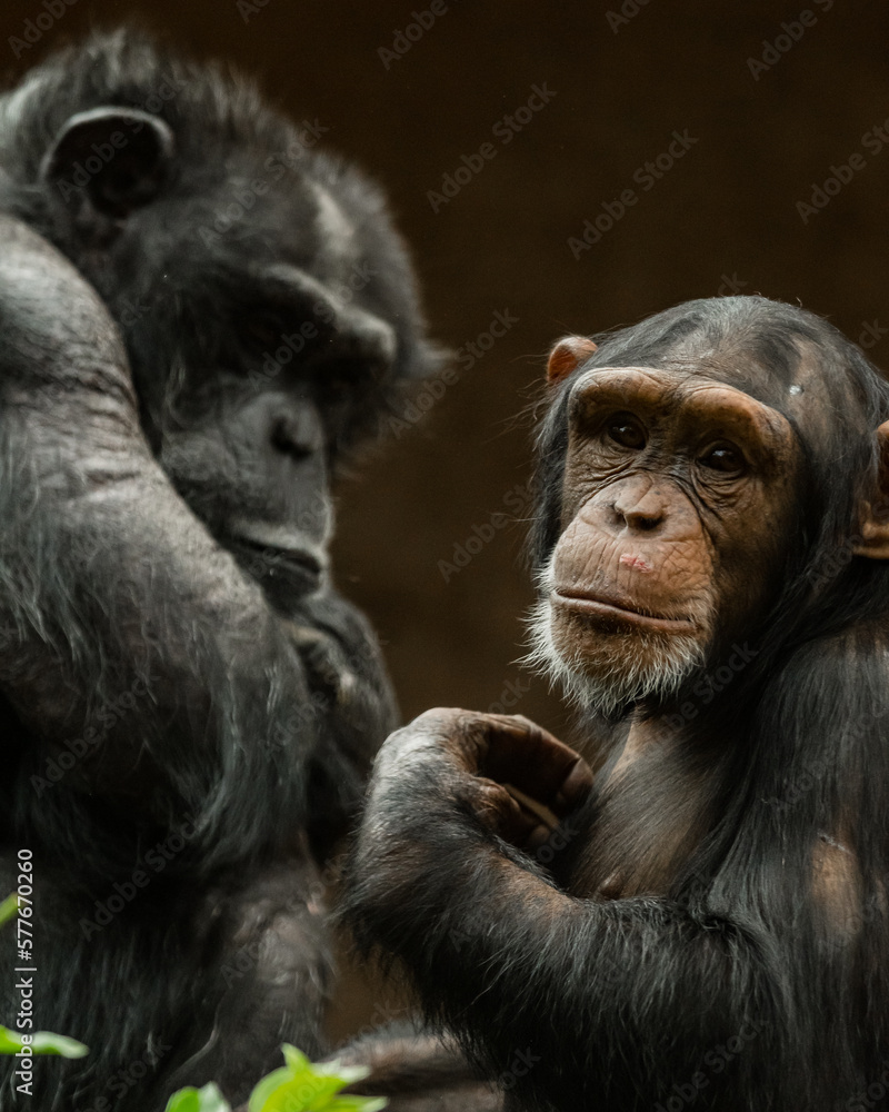Chimpanzee monkey sitting on a tree branch and eating grass Chimpanzee monkey sitting on a tree branch and eating grass