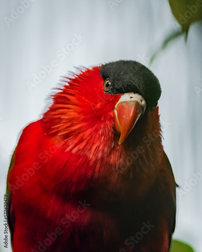 Canvas Print Red parrot in the rainforest of Kuala Lumpur, Malaysia.