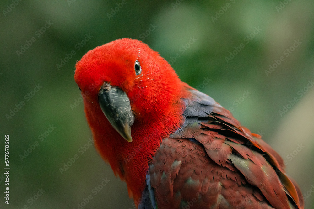 Red parrot in the rainforest of Kuala Lumpur, Malaysia.
