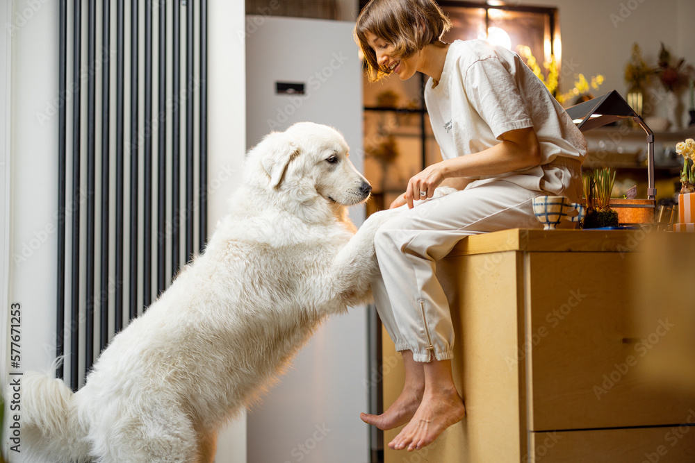 Young woman plays with her huge white dog, spending leisure time together happily on kitchen at home. Concept of friendship with pets and domestic lifestyle Young woman plays with her huge white dog, spending leisure time together happily on kitchen at home. Concept of friendship with pets and domestic lifestyle