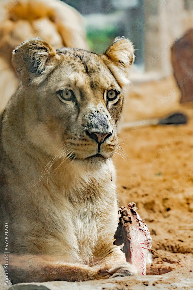 Obraz premium Portrait of a lioness lying on a log in the zoo