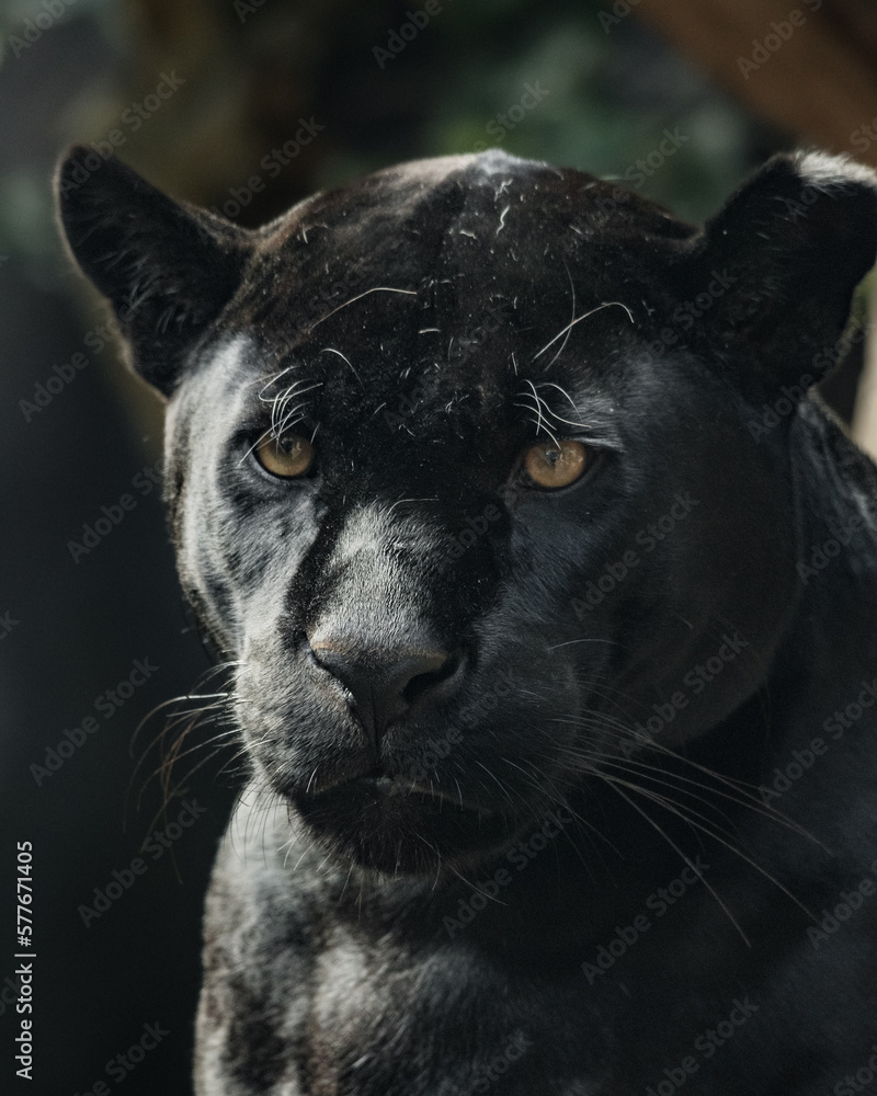 Portrait of black panther (Panthera leo)