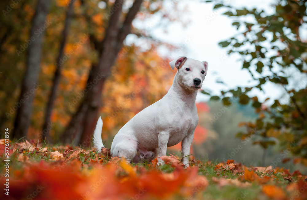 Happy Jack Russell Terrier Dog Sitting on the Grass. Autumn Leaves in Background Happy Jack Russell Terrier Dog Sitting on the Grass. Autumn Leaves in Background