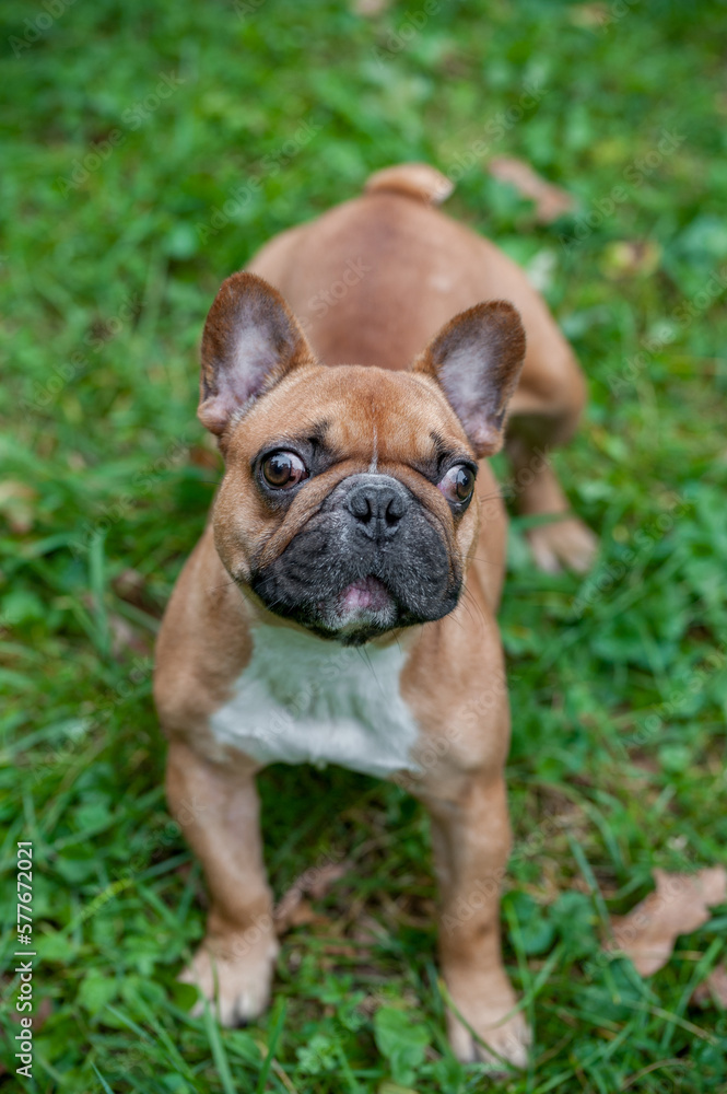 French Bulldog Sitting on the grass. Portrait French Bulldog Sitting on the grass. Portrait